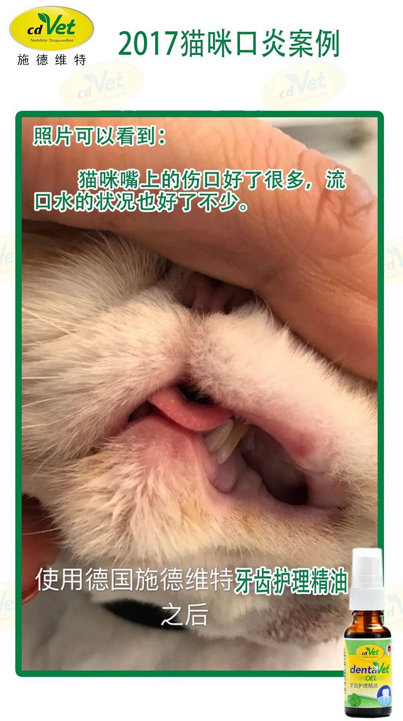 加菲猫 口炎 2.jpg
